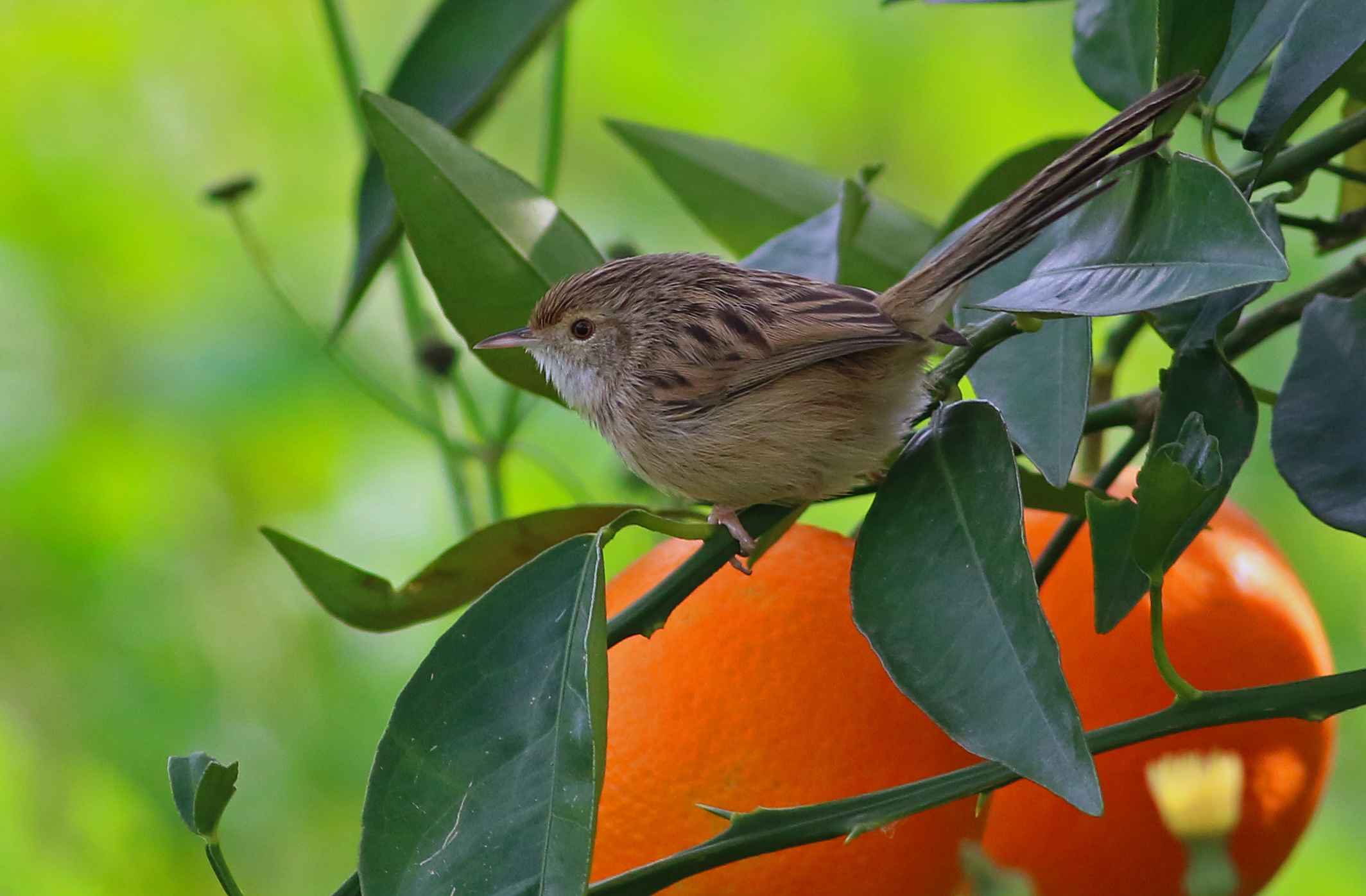 Graceful Prinia